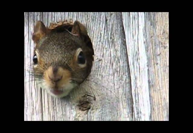 découvrez notre nichoir spécialement conçu pour les écureuils ! offrez-leur un habitat sûr et douillet tout en assurant une observation fascinante de ces adorables rongeurs. fabriqué avec des matériaux durables, ce nichoir s'intègre parfaitement à votre jardin.