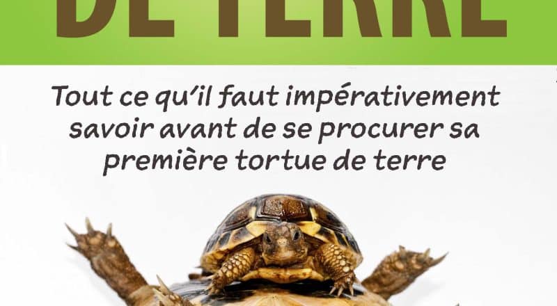 découvrez notre guide complet pour créer un enclos idéal pour vos tortues. apprenez les meilleures pratiques pour leur habitat, les matériaux à utiliser et comment assurer leur bien-être tout en intégrant des éléments naturels. offrez à vos tortues un espace sécurisé et stimulant !