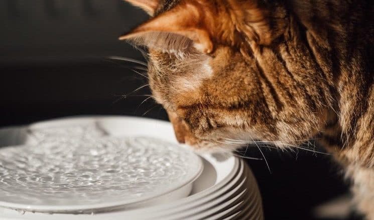 découvrez l'importance de l'hydratation pour votre chat et comment veiller à son bien-être. apprenez des astuces pour encourager votre félin à boire suffisamment d'eau et prévenir les problèmes de santé liés à la déshydratation.