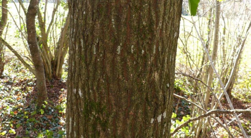 découvrez comment reconnaître un chêne grâce à ses caractéristiques distinctives. apprenez à identifier ses feuilles, son écorce et son port majestueux. une guide essentielle pour les passionnés de nature et les amoureux des arbres.